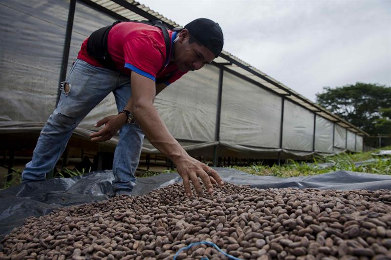 Productores exhiben proyectos de cacao con enfoque ecolÃ³gico en Nicaragua