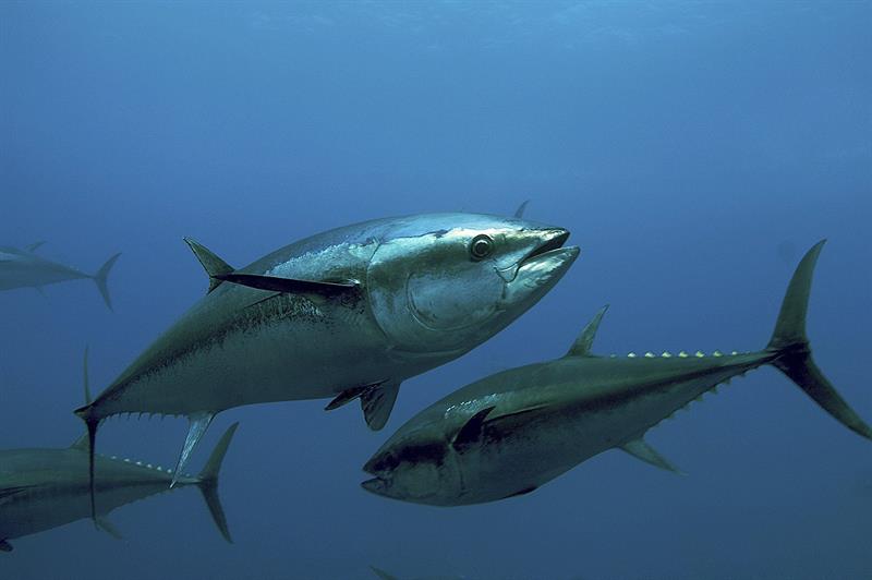  The future of bluefin tuna fishing is played from today in Marrakech